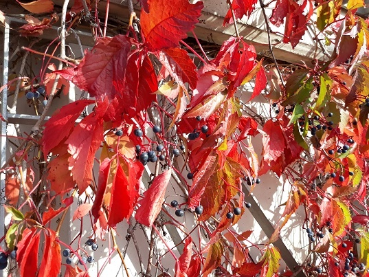 Рига, 8 октября 2020