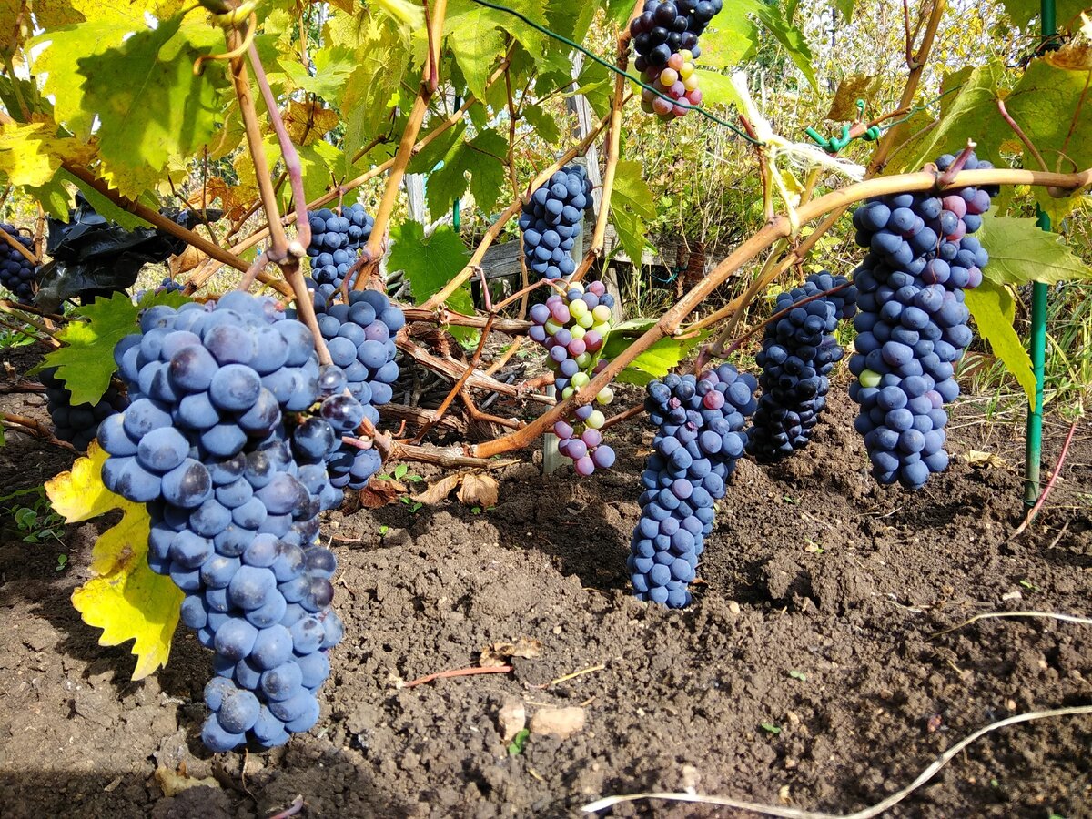 Мускат виноград сорта фото. Виноград Мускат Блау. Мускат Королевский виноград. Виноград Мускат Шатилова. Мускат Мандзони виноград.