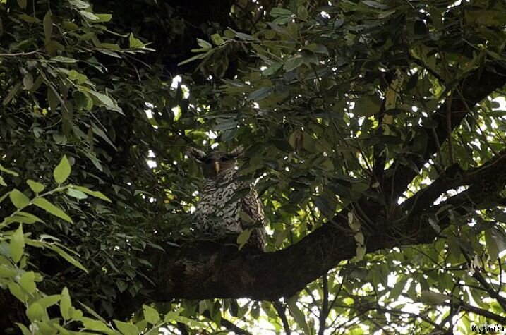 Крупно-рогатая сова (Ист. изобр. https://commons.wikimedia.org/)