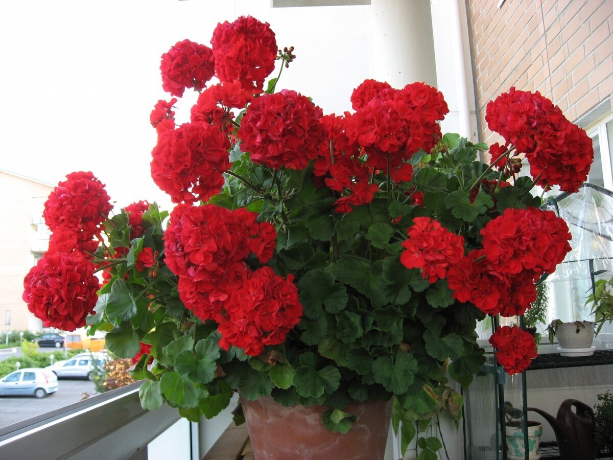 Такой густоты цветка добились благодаря формировке и посадке в один горшок около 4-5 черенков.