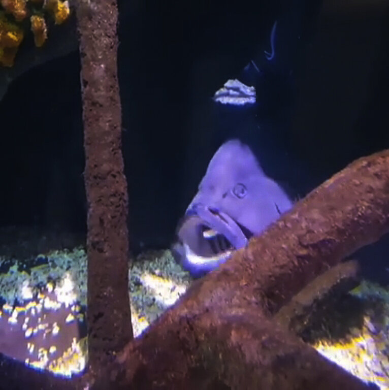 с ёршиком во рту, кадр из видео SEA LIFE Helsinki