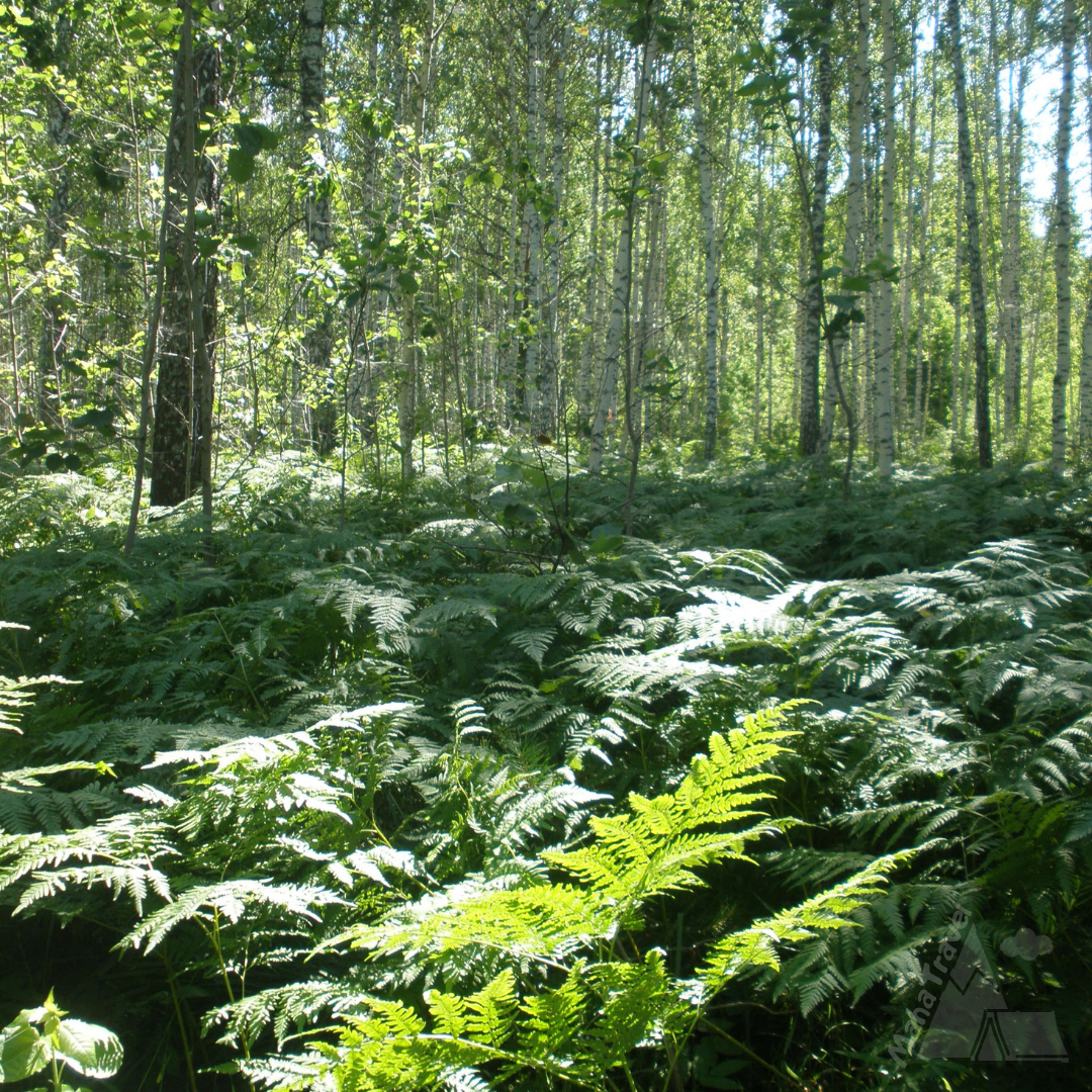 Здесь мы ночевали