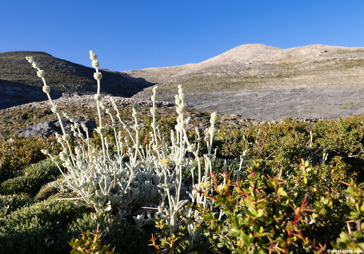 Крит дзен. Крит дзен. Крит дзен. Крит дзен. Крит дзен.
