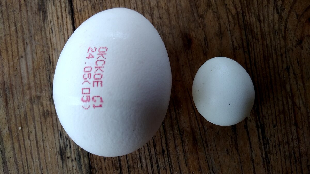 Купить яйца иваново. C1 c2 яйца. Том яйцо. Яйца купить. Яйца от x53.