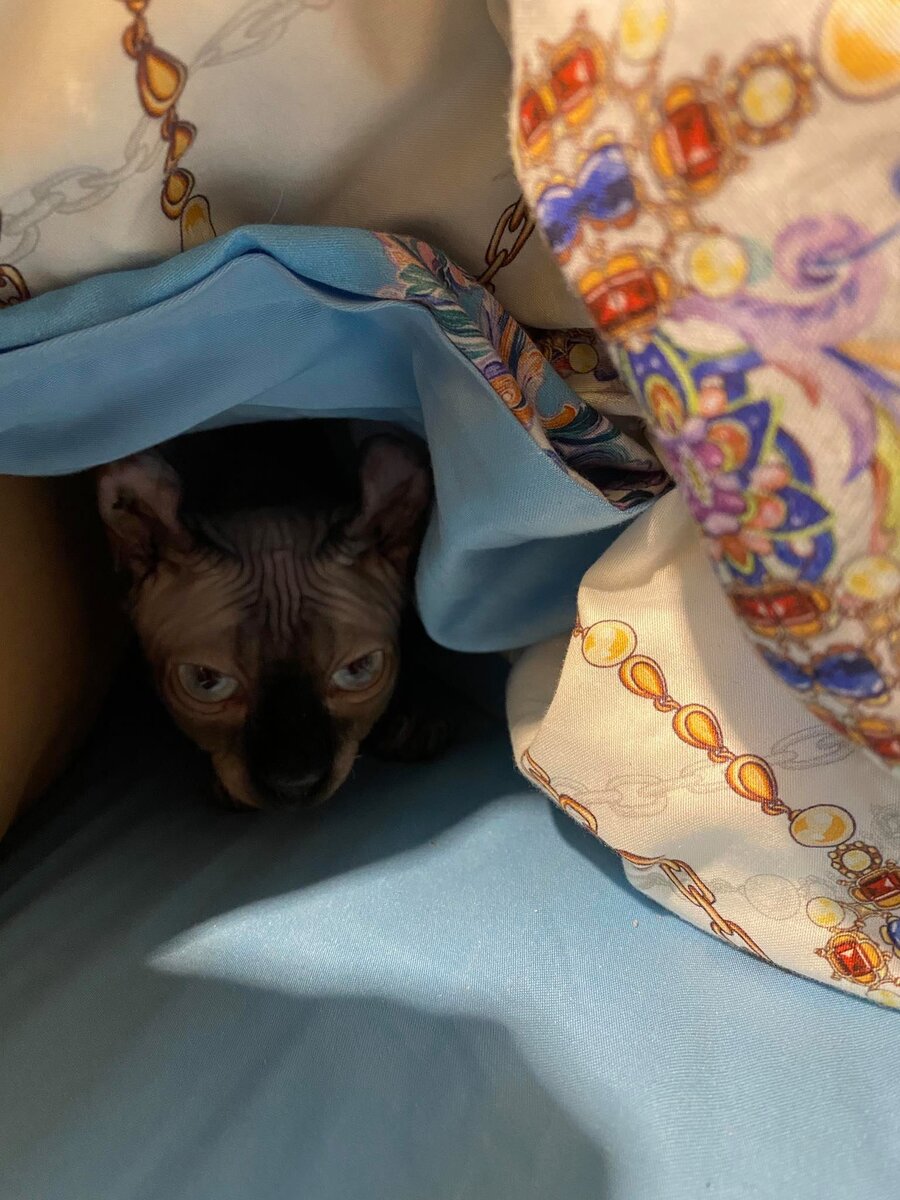 Куда звонить, если кошка застряла в диване