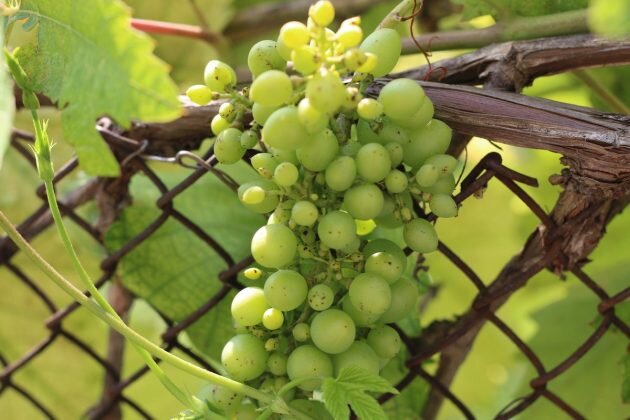 Спасаем виноград, или Чего не хватает винограду?
