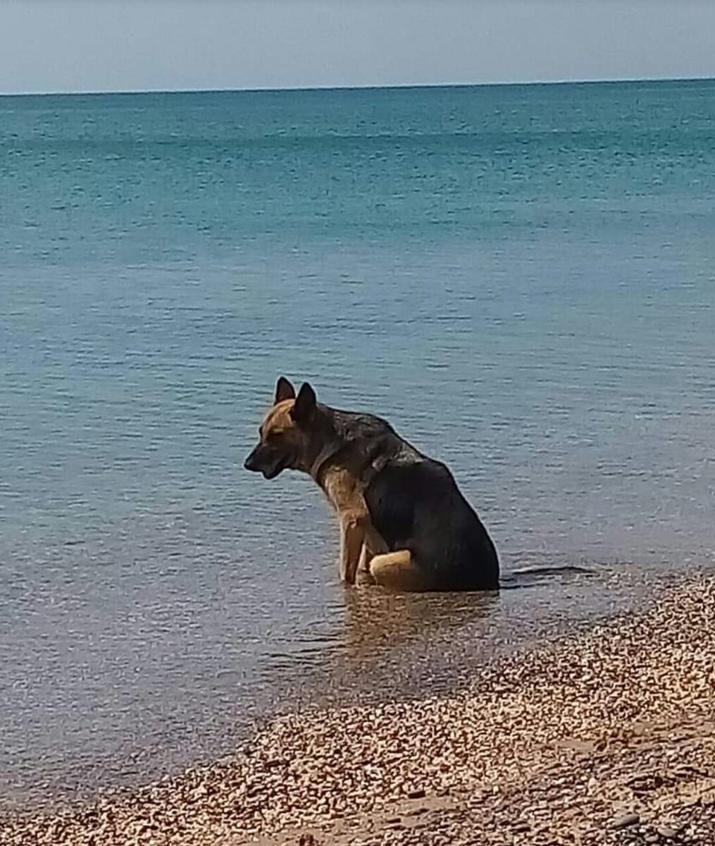 Люблю штиль на море, а ты? Прибой конечно тоже люблю, но штиль нечастое и удивительное состояние релаксирующего  моря. Море тоже медитирует, оно устаёт так же, как и человек. От чего? Да от чего угодно: штормы, ураганы, смерчи, от грязи сливаемой с берегов жилых, портовых и промышленных акваторий. Море устаёт об этом кричать людям, выбрасывая на свои берега тонны водорослей, рыбы, десятки и сотни дельфинов. Пластик, ядохимикаты, прибрежные нечистоты, гальюны, рваные сети, промышленный мусор, топливо и масла. Море устало и продолжает уставать от человеческого беспредела. Уже в 200-300 метрах от берегов в большинстве мест на глубинах 10-20-30 метров дно выглядит, словно стройплощадка, усыпанная цементной пылью бурого цвета, при видимости в ярком луче от 1 до 3-5 метров. Черное, бедное Черное Море! Сколько же тебе достаётся от столь продуктивной людской жизндеятельности. "...а лисички взяли спички, к морю синему пошли, море синее зажгли..." Сколько времени ещё, Черное Море будет способно к самосанации и очищению, учитывая масштабы площади искусственного опреснения Каркинитского залива на сопредельной территории, в общем за границей? Прошлым летом воочию убедился в выбросе глины и комьев глинозёма на берег при шторме. В общем морю "помогают" со всех сторон и все, как привыкли "уметь помогать жить прямо в него и беречь" уникальное достояние стран, окруживших это Чудо со всех сторон и так беспредельно относящихся к нему словно к аварийному канализационному коллектору! Очень стыдно, люди! Дик, солёный пёс, выходи! А то не дай Бог чего отвалится! В общем, люблю я штиль на море, а ты? Море, с его напастью и бедами похоже на людей, ещё живущих, но уже зыбытых.