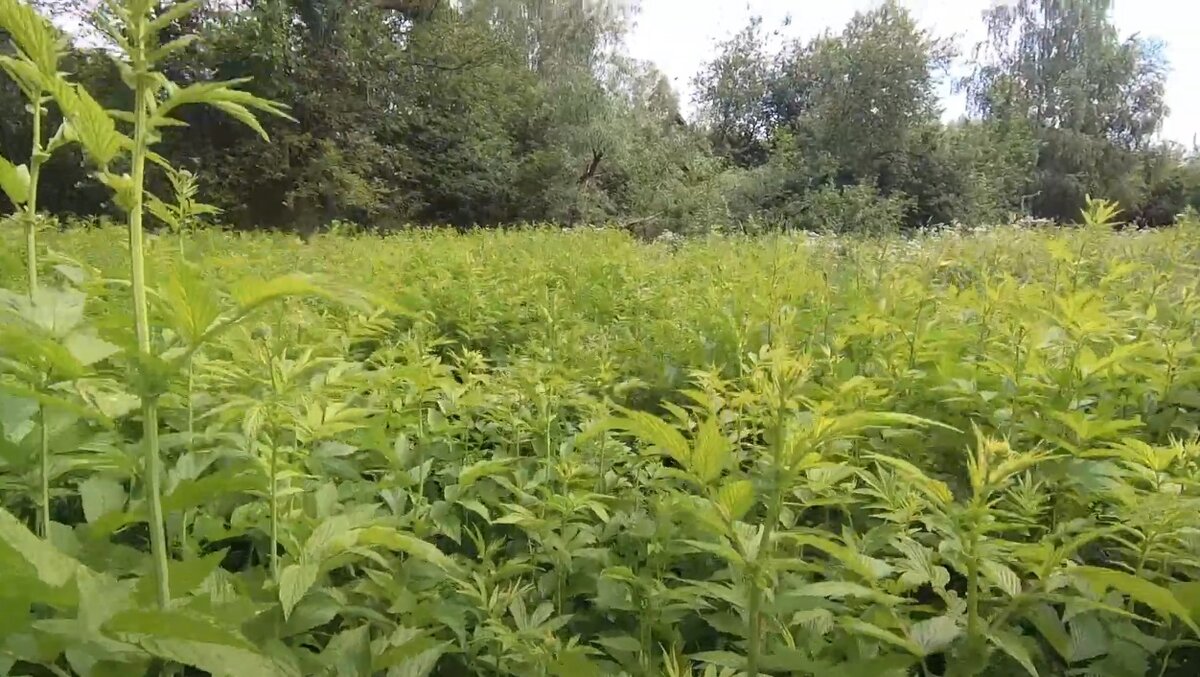 Видите дом? а он тут есть