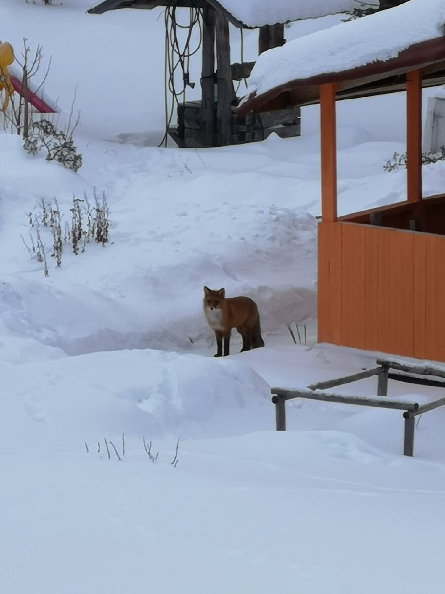 ..поселилась у нас вот такая девчушка)..до этого мы видели,конечно ,следы,но живьем не позировала)..утащила с крыльца пакет с пельмешками,масло,колбасу,бабушка забыла в дом забрать)...ах,кинулись под вечер-где?..нетуу))..в следующий раз ей курочку привезем