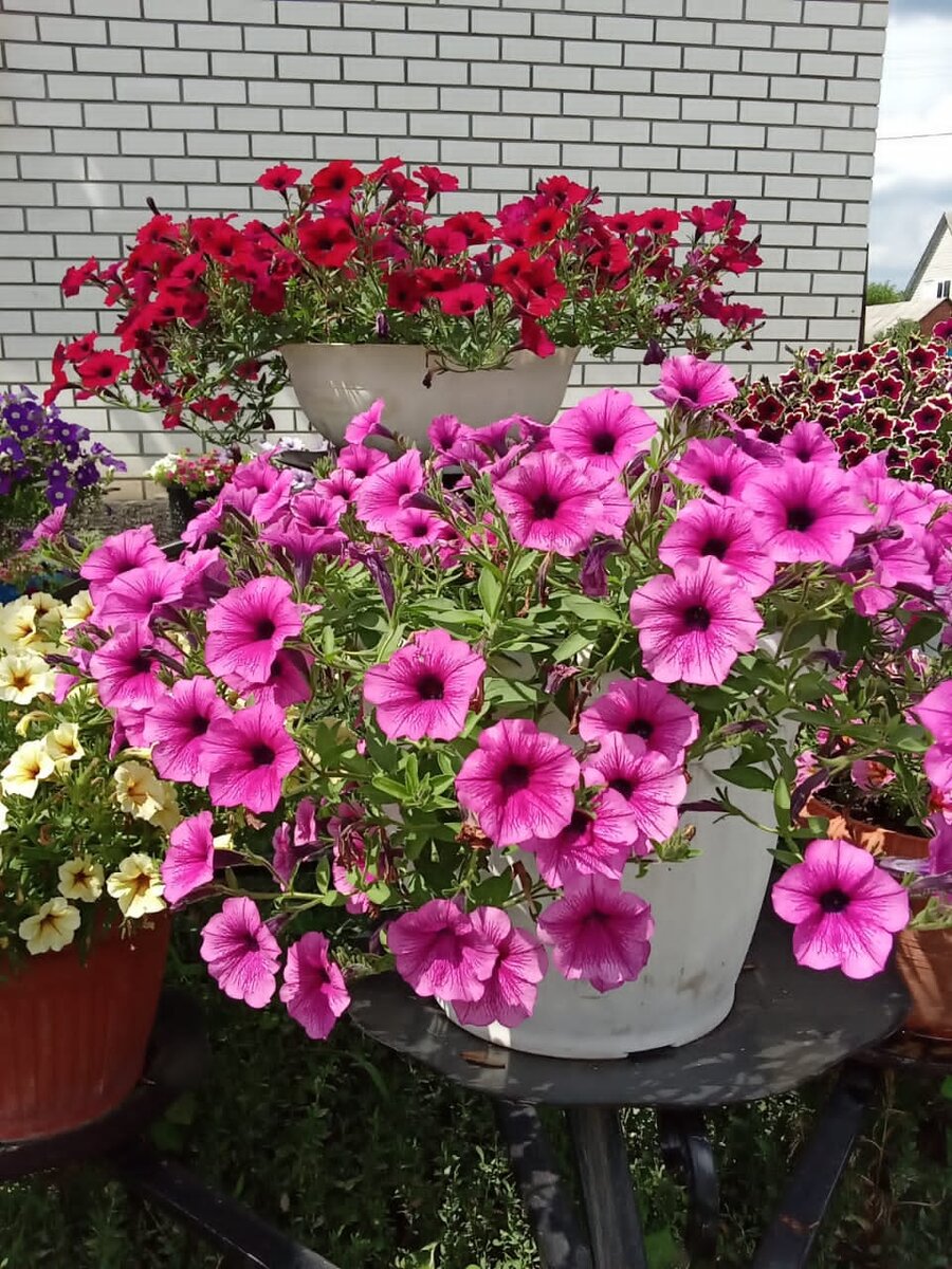 Мои прошлогодние петунии 