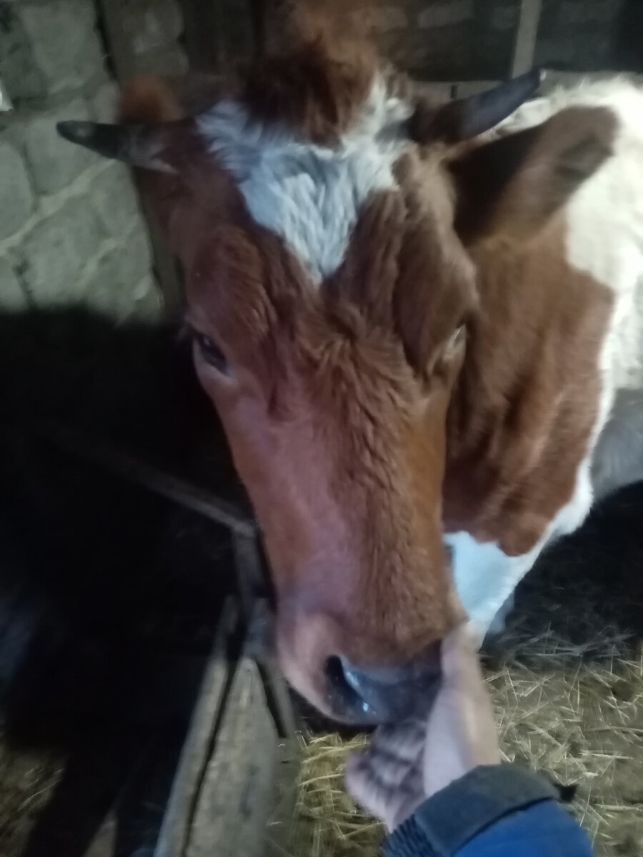    Выгодно ли держать КРС?? 