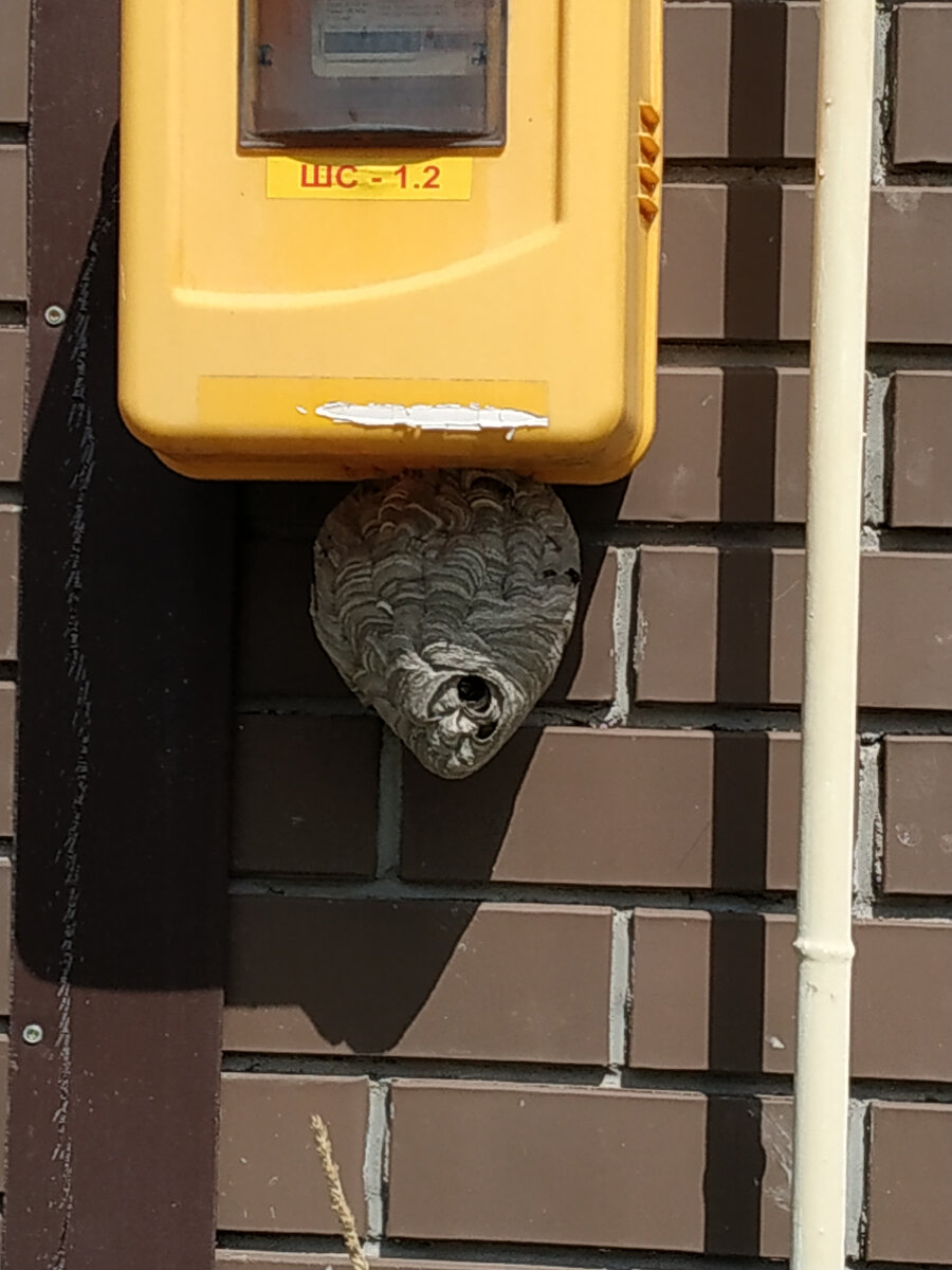 Это осиное гнездо находится на нежилом доме напротив, так себе соседи я вам скажу