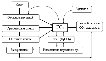 [http://icolog.ru/lekcii/krugovorot-ugleroda.htm]