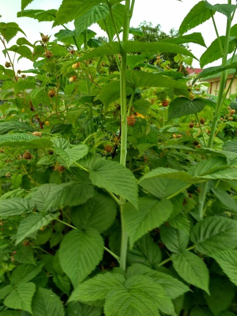 Здесь ягоды малины только сформировались. Последние недозревшие ягоды можно сушить прямо с веточками