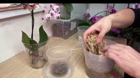 Как пересадить орхидею в домашних условиях: пошаговая инструкция (видео)