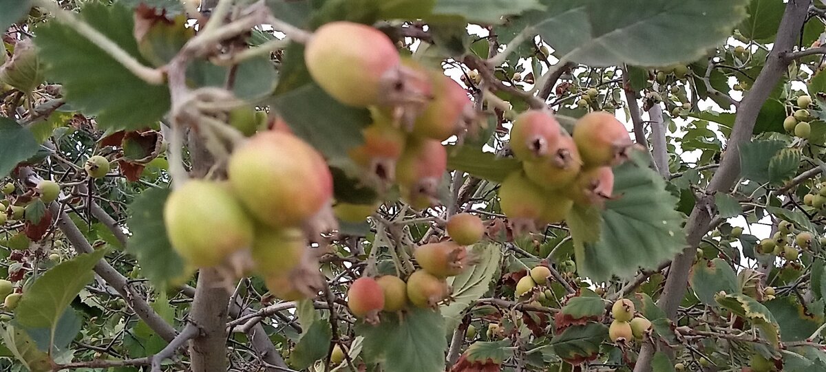 Не дозрелые плоды. Фото автора канала.