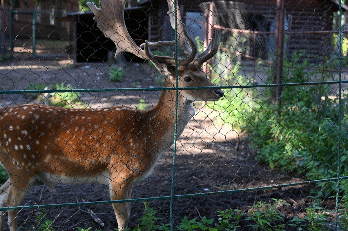 На территории живет такой красавчик