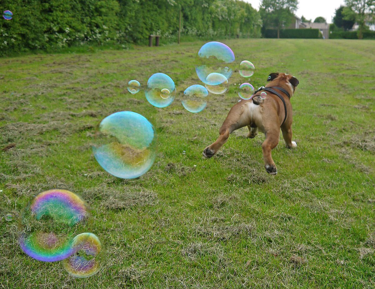 Собака пукает вонюче. Собака пукает. Собака и мыльные пузыри. День пукающих собак. Собака пердит картинка.