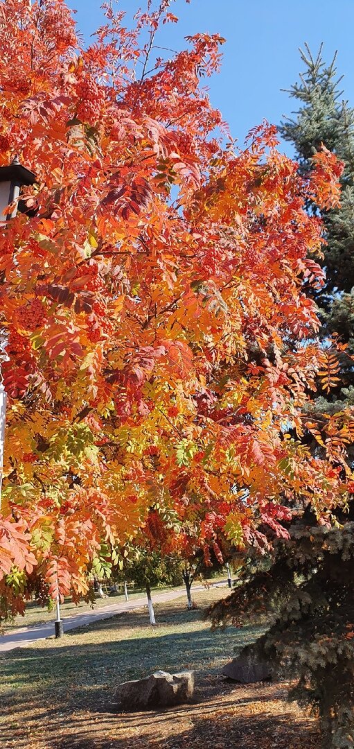 Фото Лужецкой Натальи осенняя рябина в Ленинском садике 5 октября 2021 года