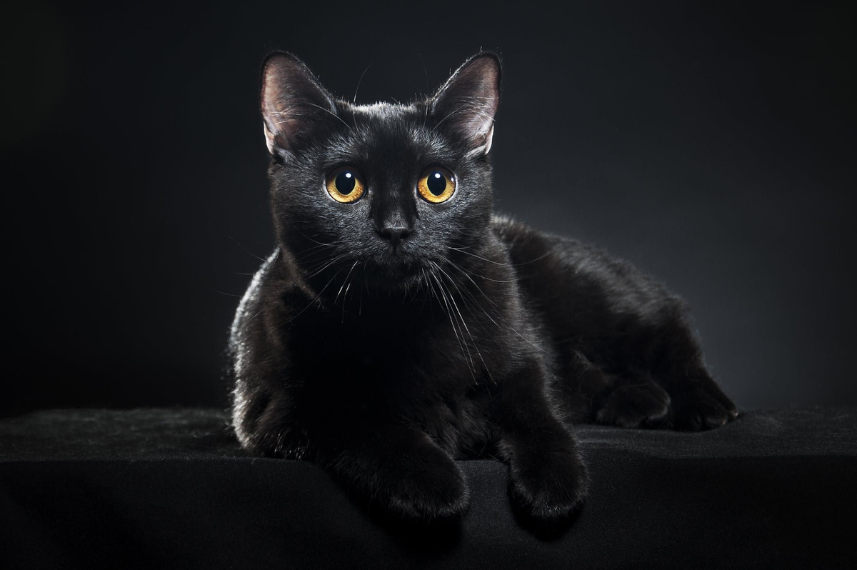 Чёрный кот по кличке Лама - подарок индийского мудреца, по словам близких Брежнева, 3 раза спасал его жизнь