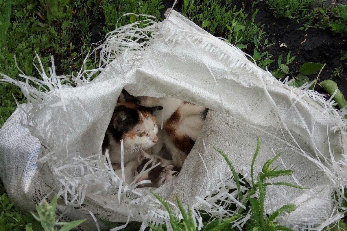 Выкинул кошака тз окна. Выбросили кота. Выброшенные котята в коробке. Выбросили кота. Выбросили кота.