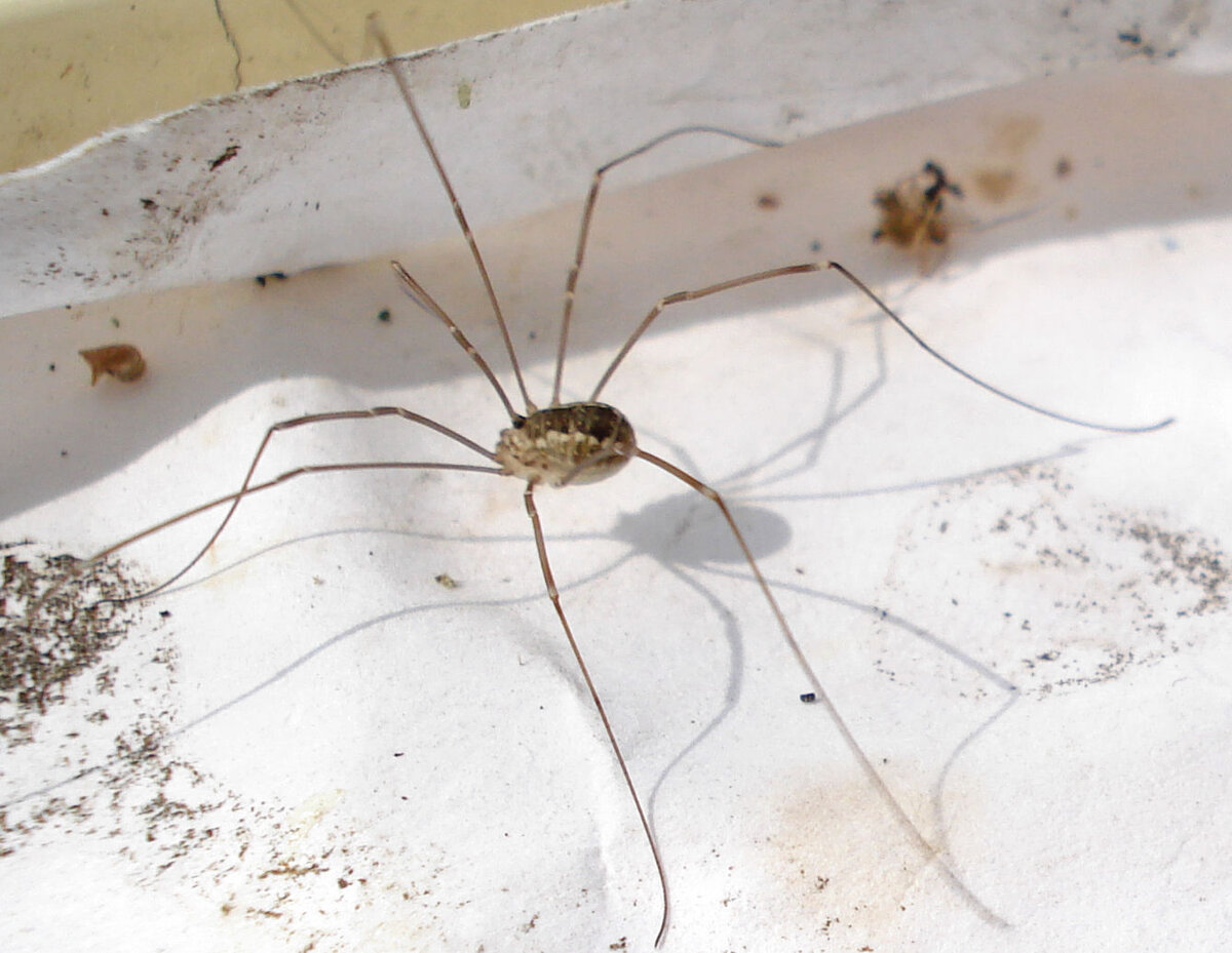 Сенокосец обыкновенный
https://www.flickr.com/photos/micks-wildlife-macros