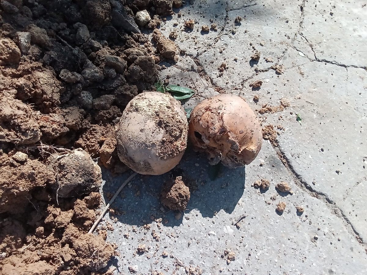 Человеческие черепа