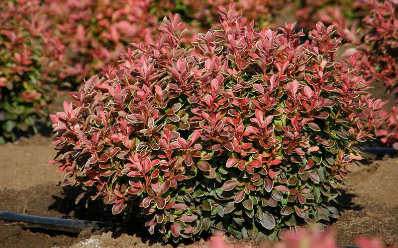 Выращиваем барабарис Тунберга