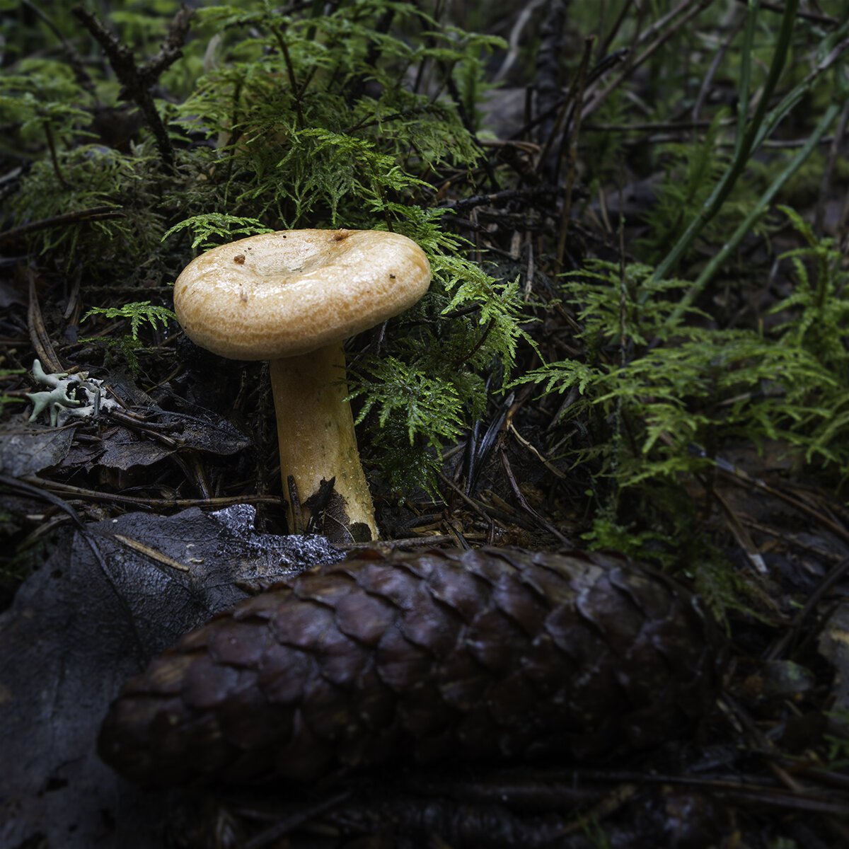 Скромный рыжик мечты (фото пользователя Пятаяпопытка)