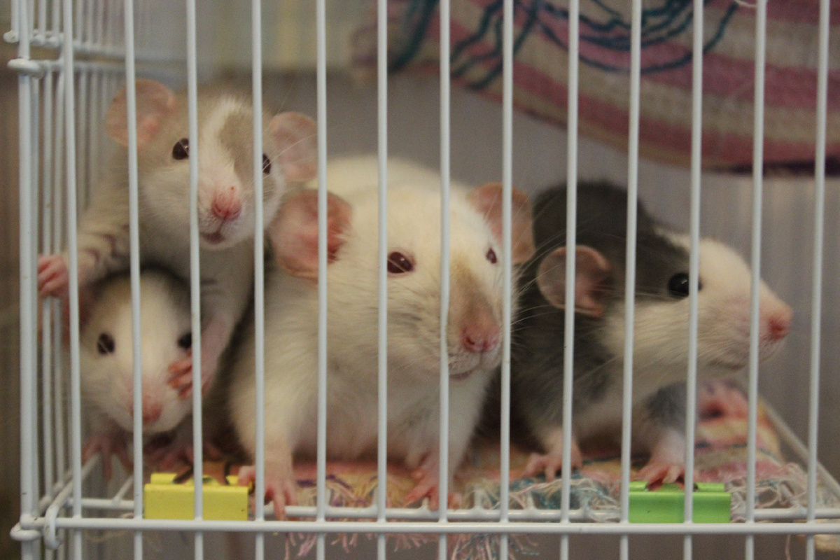 Крысиное семейство из краснодарского "Сообщество помощи брошенным и ненужным крысам"