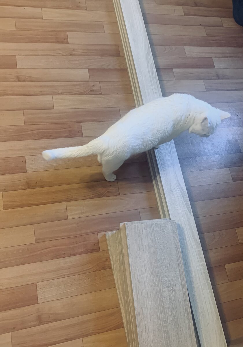 Вот такой вот набор привёз домой, коту нравится 👍 