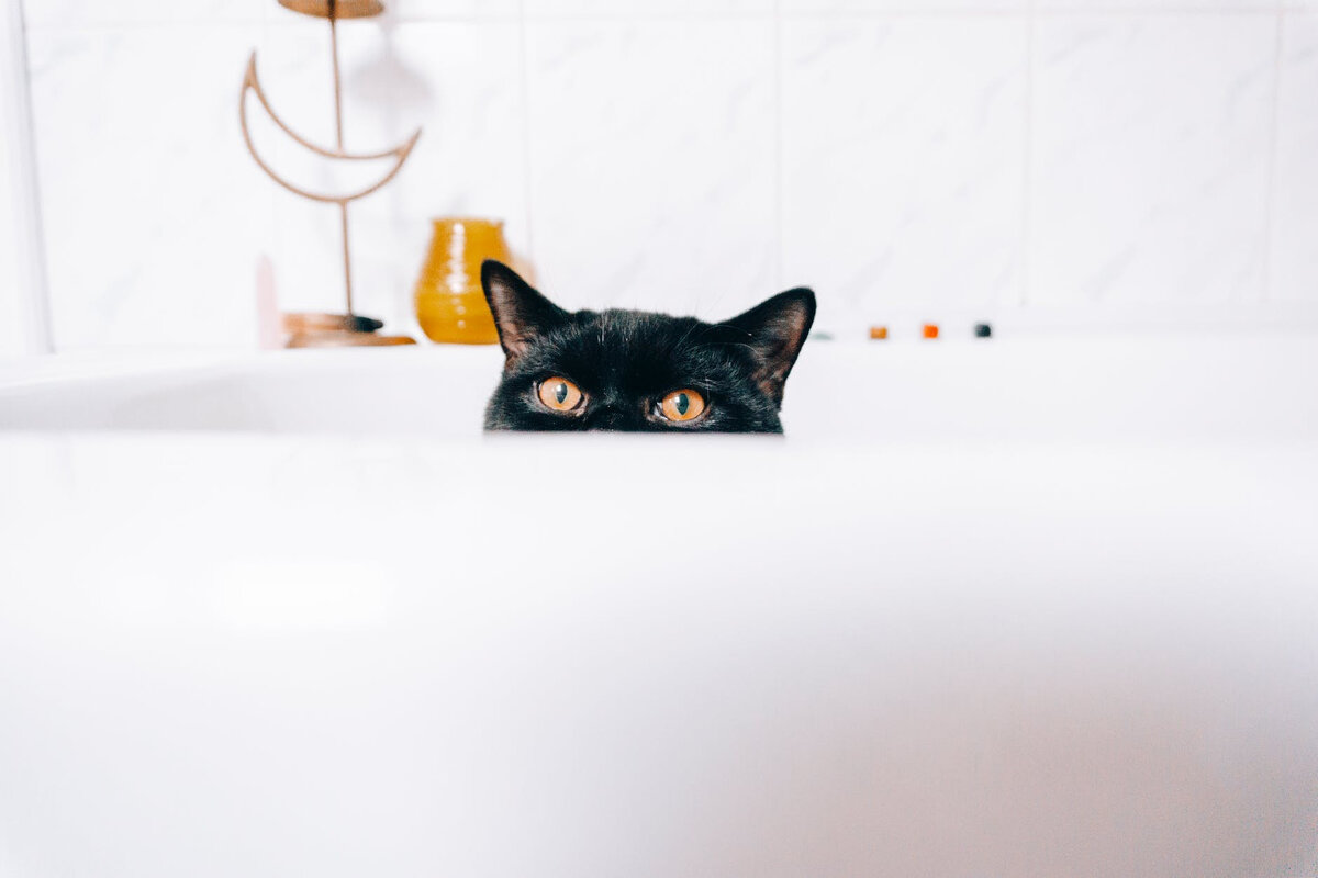 Котофей в ванне