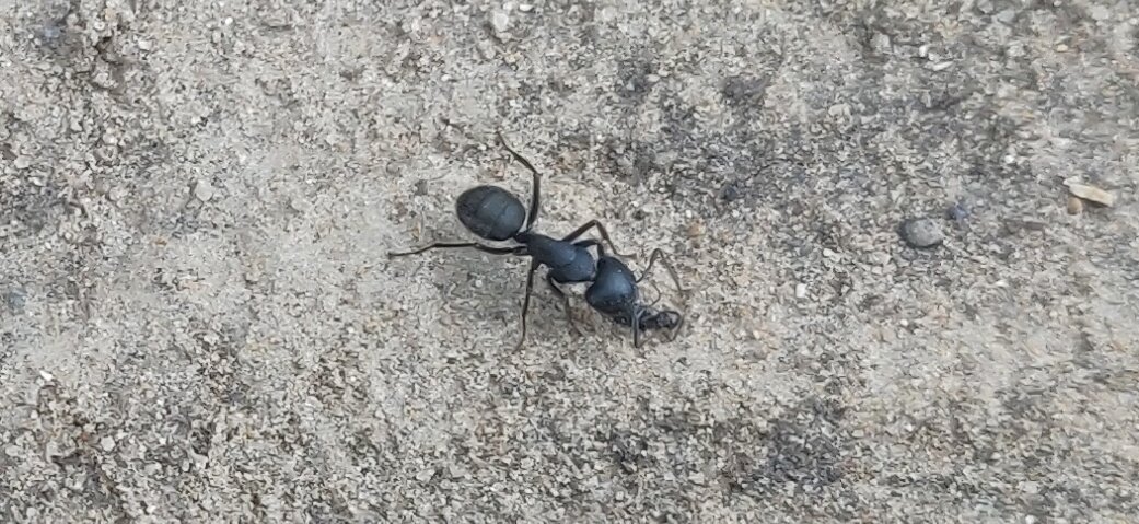 фото миленького муравья