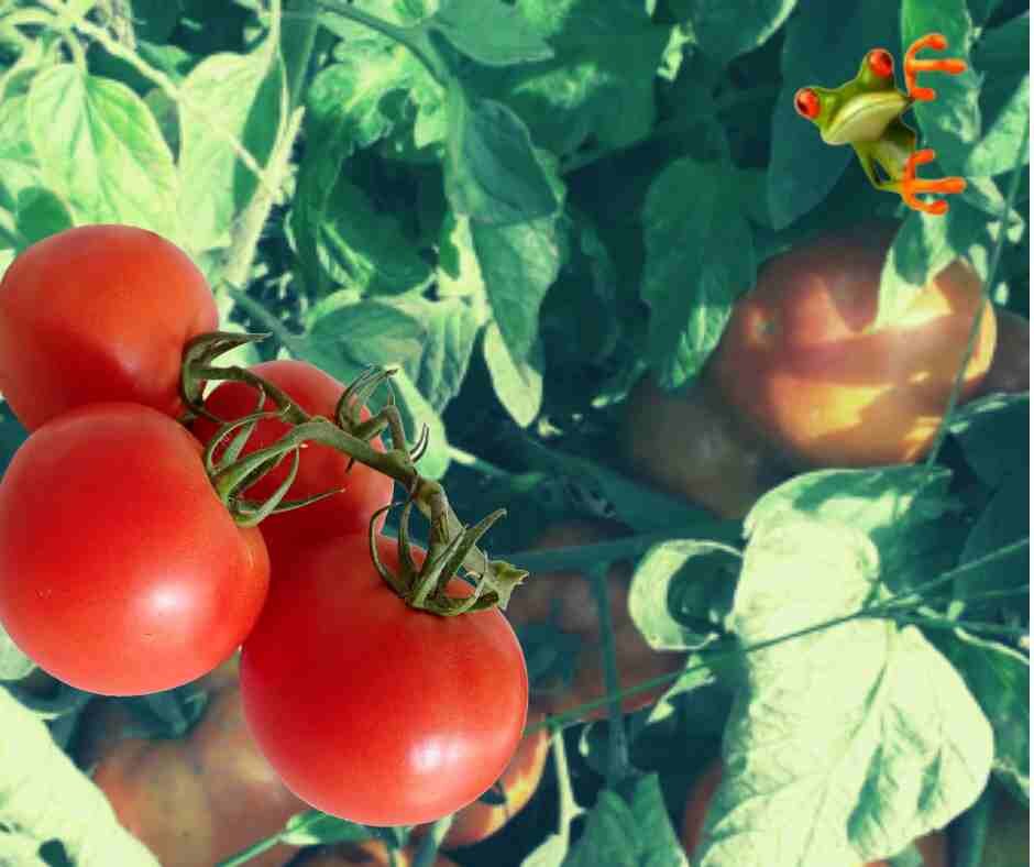 Как поливать помидоры в жару?