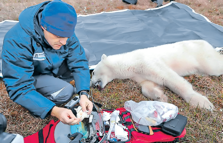 Горе-сладкоежку   под наркозом успешно прооперировали. Фото: Пресс-служба Норникель/ТАСС 