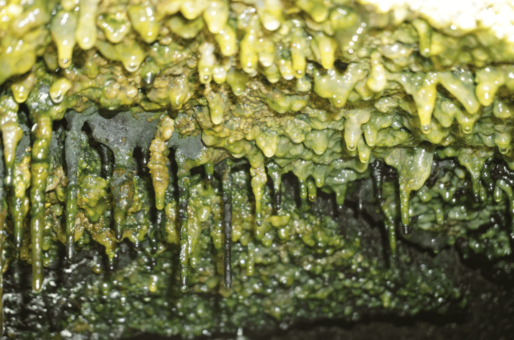    Бактериальный мат в пещере на Гавайях / © Jimmy Saw