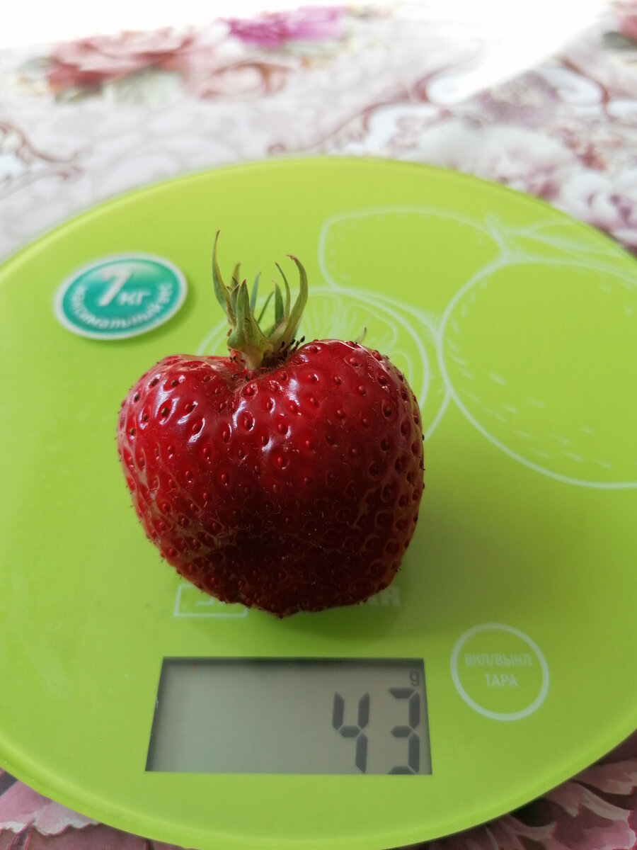 Гибрид клубники Флорентина авторское фото Стрижаковой Елены 