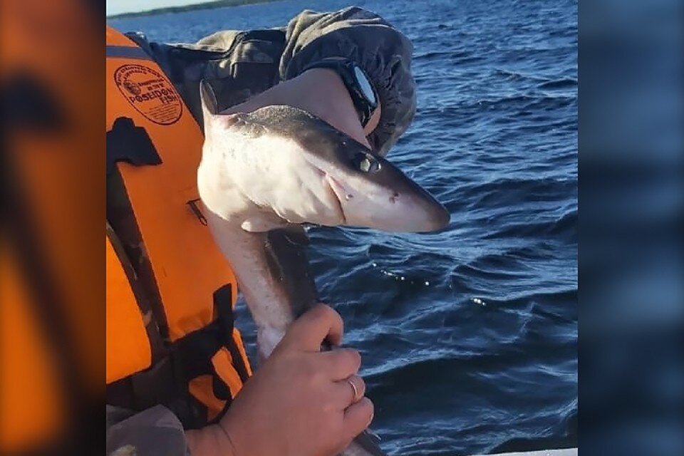     Акулы в Белом и Баренцевом морях - явление не редкое. Фото: vk.com/clubzapovedkand