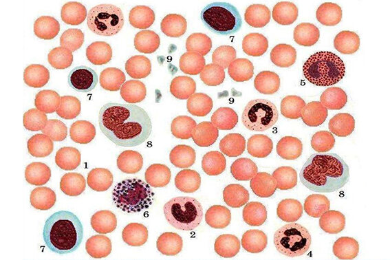 Мазок крови в норме. Тромбоциты под номером 9 - маленькие, серые. Видно их количество по отношению к другим кровяным клеткам.