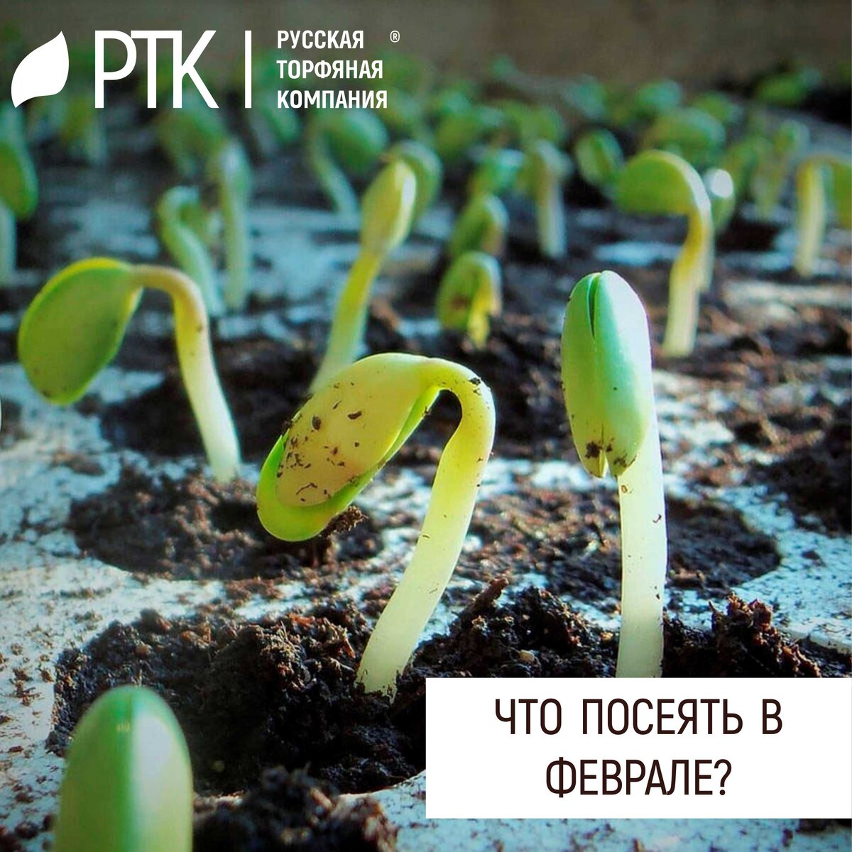  Кто-то уже готовится к 23-му февраля, а у кого-то на подоконниках уже высажена рассада. Да, чем раньше начнёшь огородный сезон, тем быстрее урожай собирать.
Что же высадить садоводам-огородникам в феврале?
Во-первых, цветы. Петунии, примулы, бегонии. Если вас заботит не только урожай, но и красота, то вам пора заняться делом!
Из овощей уже пора высаживать среднеспелые и поздние сорта, а в частности: болгарский перец, баклажан, томат, капусту.
Также можно высадить зелень. Сельдерей, петрушку.
Ну а для любителей экзотики, предлагаем вам заняться выращиванием рассады клубники.
Это дело непростое, но вполне гуманное. Семена клубники сначала следует замочить и просушить. После чего высадить в смесь универсального грунта с песком 50/50. Берёте контейнер высотой не более 3 см, засыпаете полученным грунтом и посыпаете семенами.
Ставить такой контейнер лучше всего в самое тёплое место. Ждёте две недели. А спустя это срок начинаете заниматься пикировкой уже подрощенной рассады.
У домашней рассады есть ряд неоспоримых преимуществ, в отличие от рассады покупной. Главное-вы точно знаете, что вы высадили.
А вырастет всё! Никаких сомнений!

#РТК #посеять #грунты #февраль