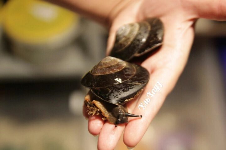 Шикарные, дорогие, круглые улитки