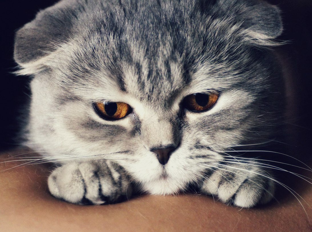 Мой питомец