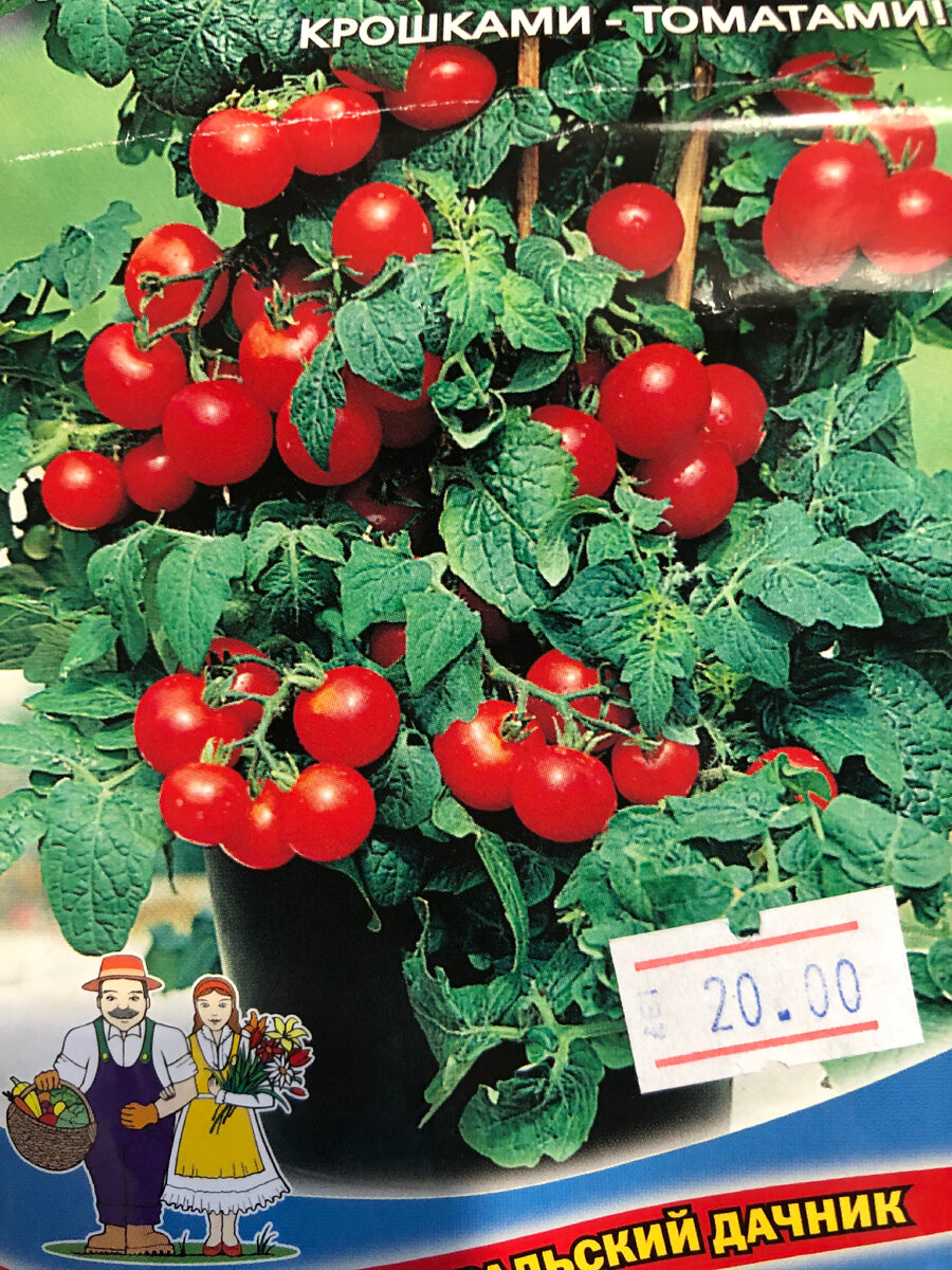 Помидор Пиноккио