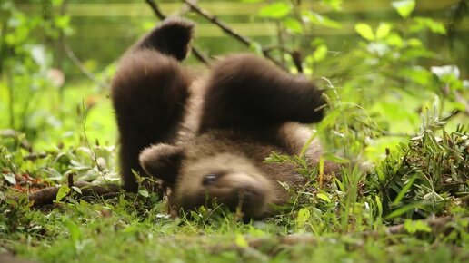 А говорят, медведи – неуклюжие создания… | Центр спасения медвежат ...