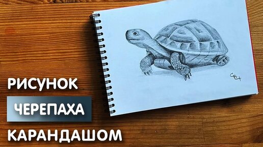 Как нарисовать черепаху карандашом | Рисунок для начинающих поэтапно