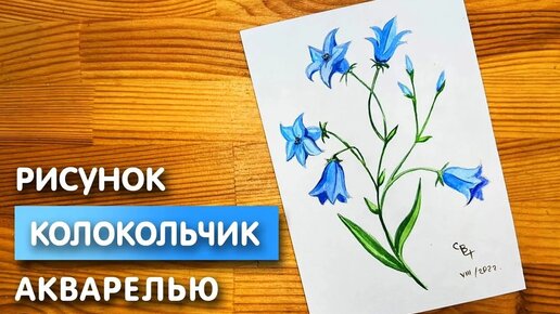 Как нарисовать колокольчик карандашом и акварелью начинающим | Рисунок поэтапно и легко для детей