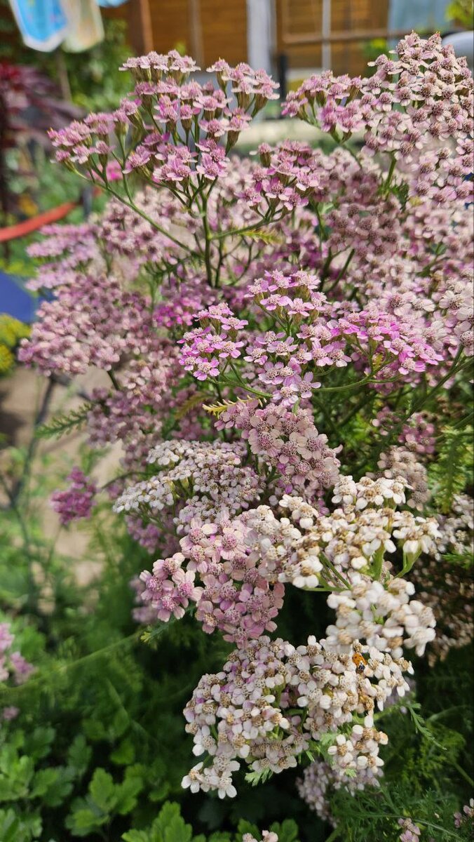 Декоративный тысячелистник