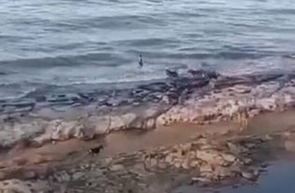 (кадр из видео; качество не очень, но отличить мальчугана от преследователей вполне можно)