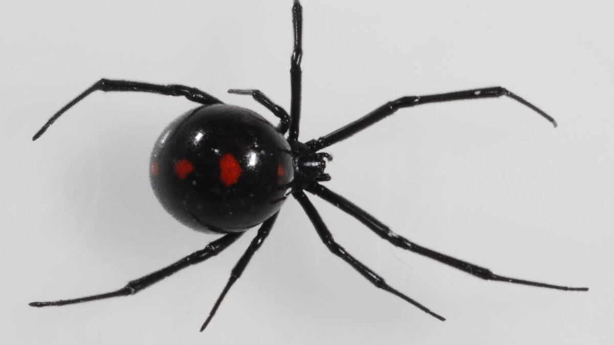     Врачи в Ростове спасли мужчину после укуса ядовитого паука, рассказали в правительстве региона.