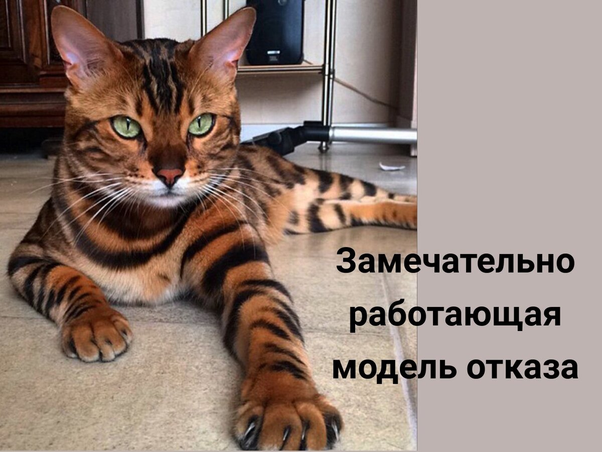 Кошка не похожа на ту, про которую идет речь. Эта просто мне понравилась. Но, возможно, она тоже так умеет.